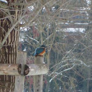 Common Kingfisher