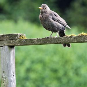 Eurasian Blackbird