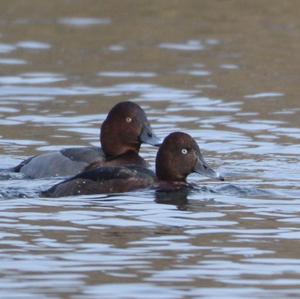 Ferruginous Duck