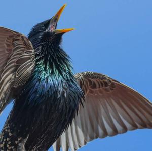 Common Starling