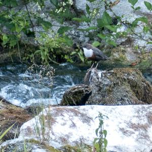 White-throated Dipper