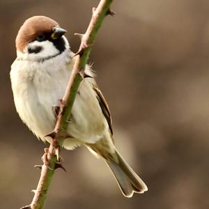 Eurasian Tree Sparrow