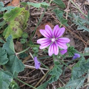 Common Mallow, Cheese Flower