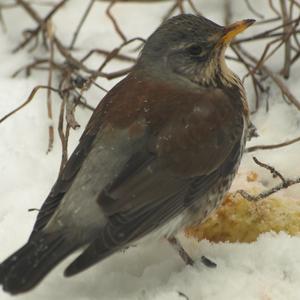 Fieldfare