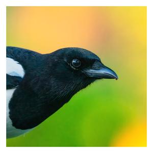 Black-billed Magpie