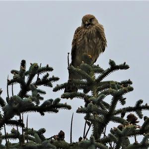 Common Kestrel