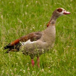 Egyptian Goose