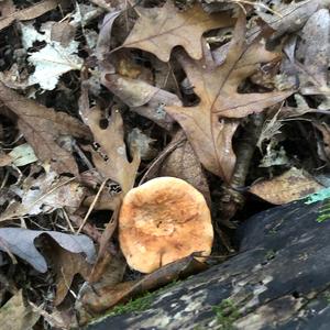 Hedgehog Fungus, Common