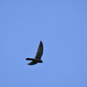 Common Kestrel