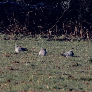 Stock Dove