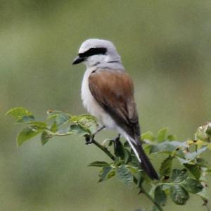 Red-backed Shrike