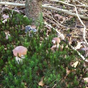 King Bolete