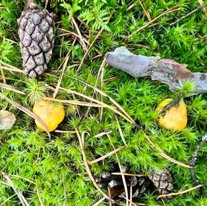 Chanterelle, Common