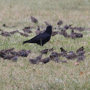 Common Starling