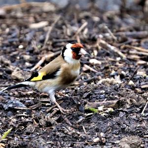 European Goldfinch