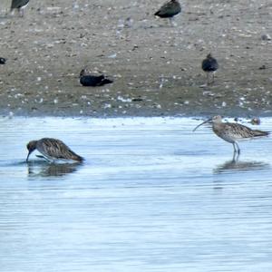 Großer Brachvogel