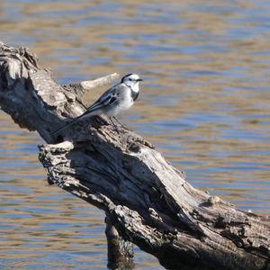 White Wagtail