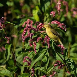 Willow Warbler