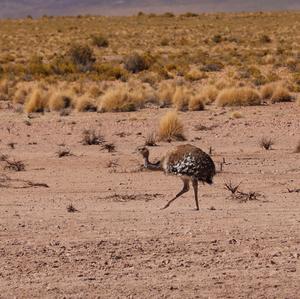 Lesser Rhea