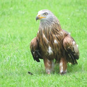 Red Kite