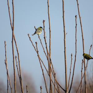 Great Tit