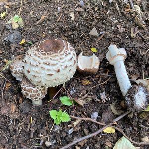 Garden Parasol