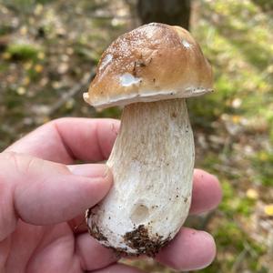 King Bolete