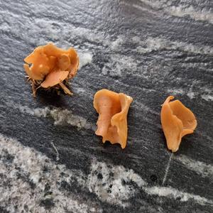 Lemon Peel Fungus