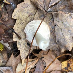 Bare-toothed Russula