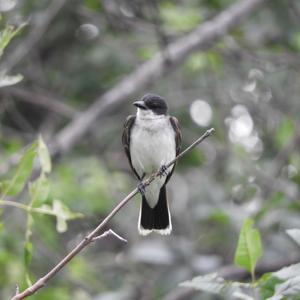 Eastern Kingbird