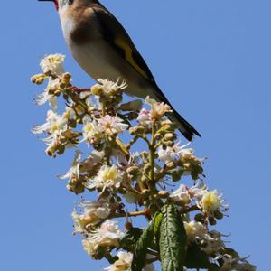 European Goldfinch