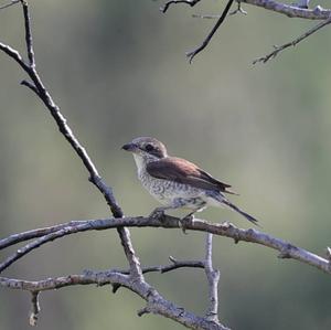 Red-backed Shrike