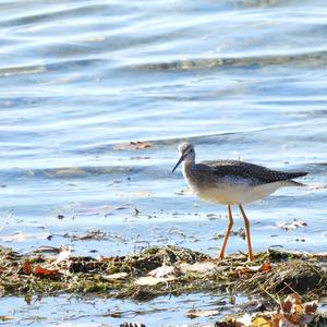 Greater Yellowlegs