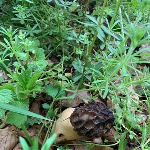 Half-free Morel