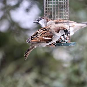 House Sparrow