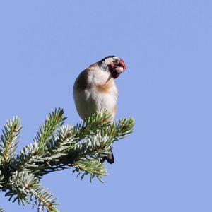 European Goldfinch