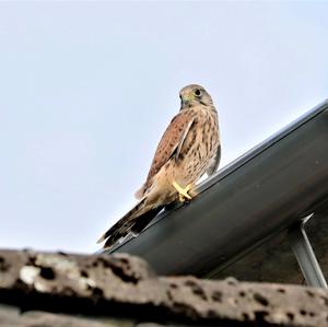 Common Kestrel