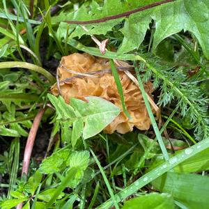 Yellow Morel