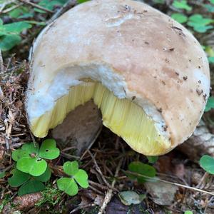 King Bolete