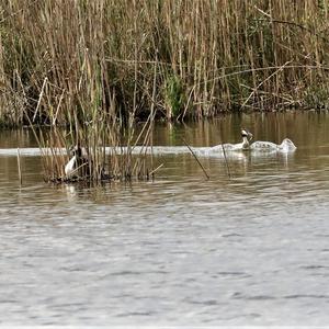 Great Crested Grebe