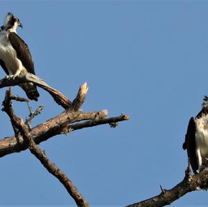 Osprey