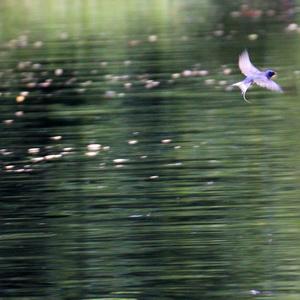 Barn Swallow