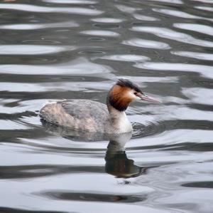 Great Crested Grebe