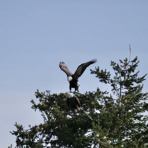 Weißkopfseeadler