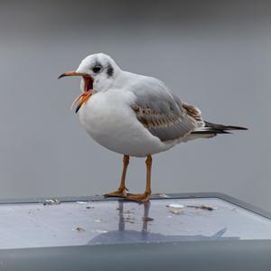 Black-headed Gull