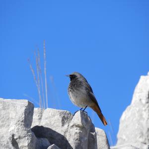 Black Redstart