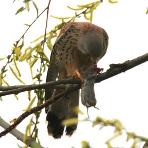 Common Kestrel