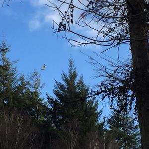 Common Buzzard