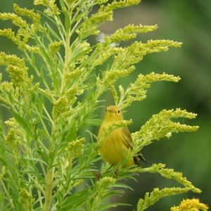 Yellow Warbler