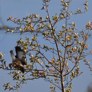 Common Buzzard